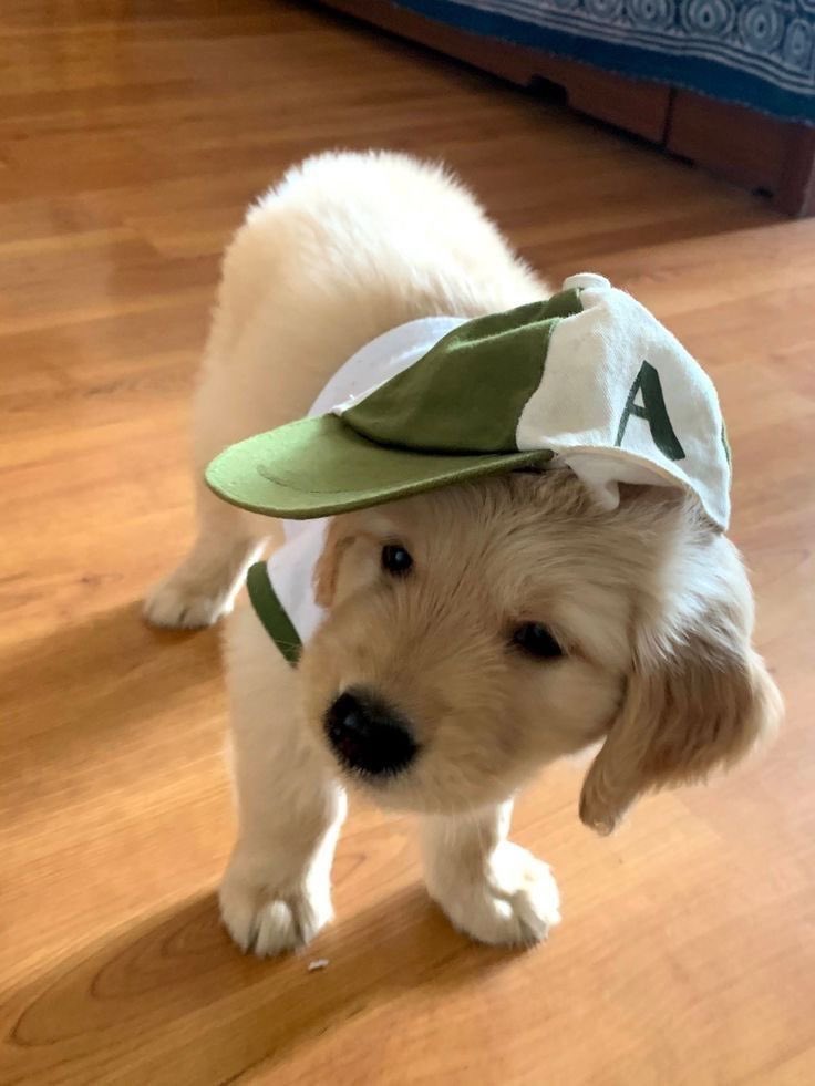 statice🐶🌸 tweet media