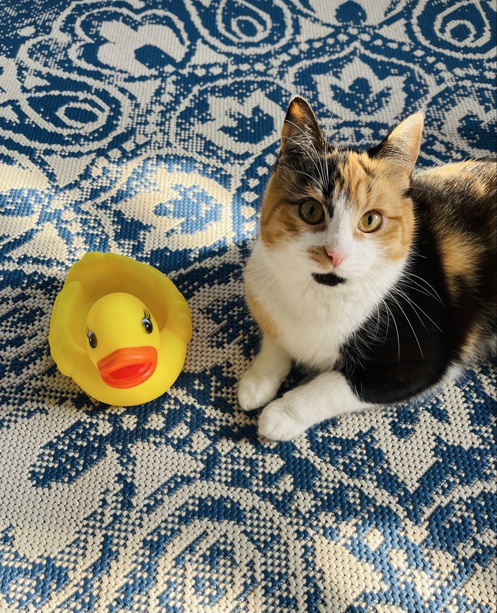oksunya's tweet photo. #cats #Myavka https://t.co/gMKnZiF6kA