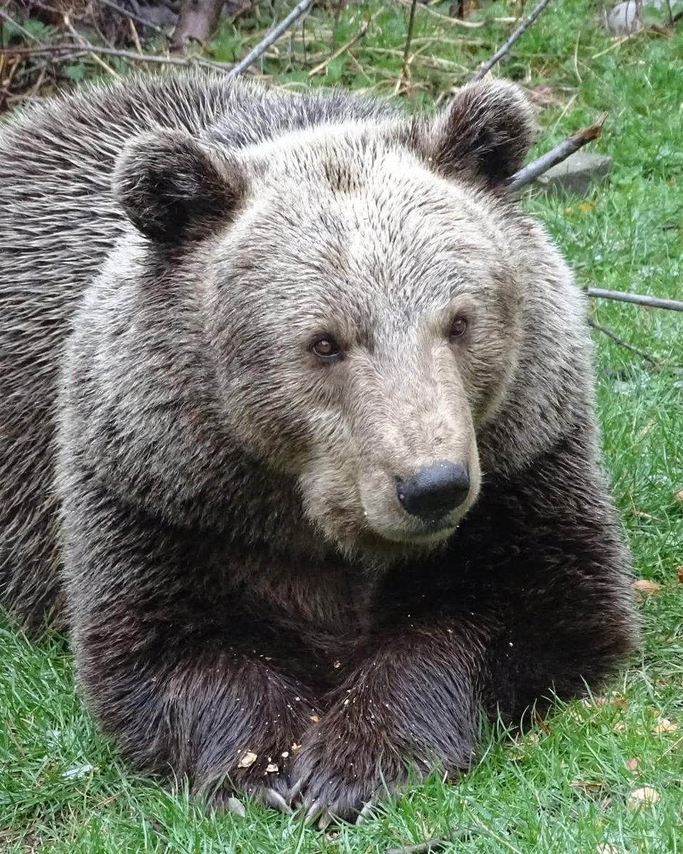 BEAR SANCTUARY Belitsa tweet media