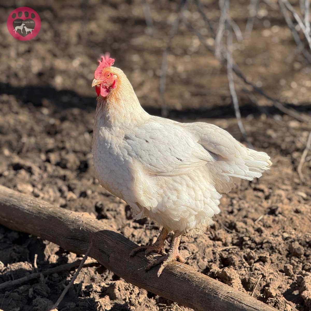 StreetHeartsBG's tweet image. Reminder: we don't just rescue dogs! Our shelter is also home to cats, horses, pigs, and chickens. The hens live in our first rescue van (after Anthony crashed it, we turned it into a coop!). Many arrived near death, but now they roam free and enjoy life.

#Chickens #AnimalRescue