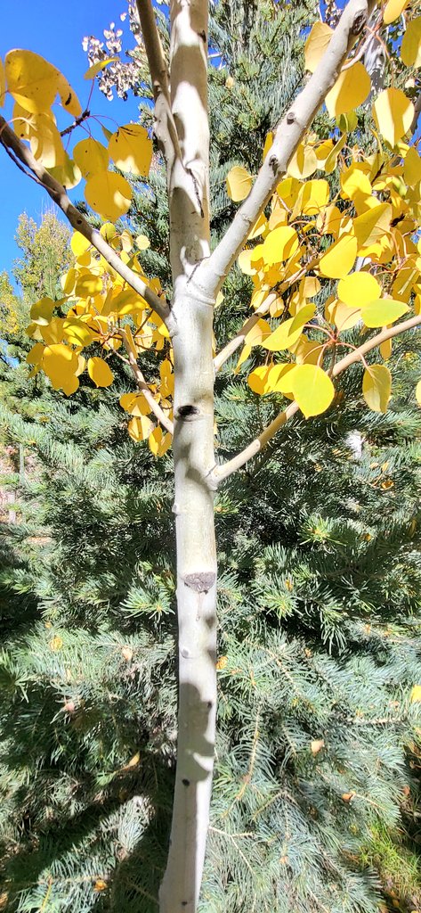 TamiK_Colorado's tweet image. Aspen tree in the #fall for #SundayYellow in #Colorful #Colorado #NaturePhotography 💛🦋