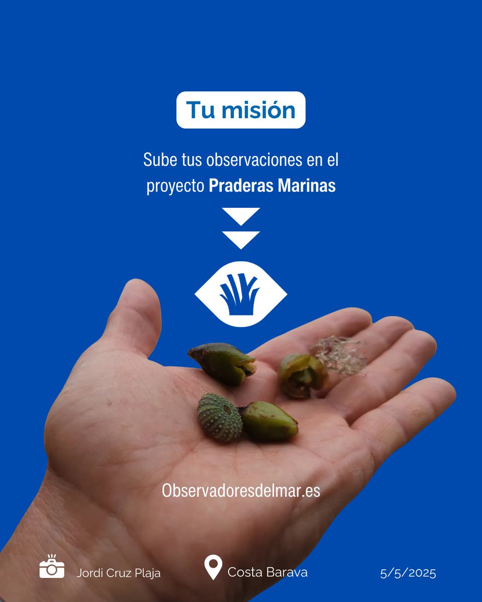 obsdelmar's tweet photo. 1/2 🫒🌿 Empieza la búsqueda del primer fruto del año de #Posidonia oceanica. Cada primer avistamiento nos ayuda a entender mejor su reproducción.

#observadoresdelmar #buceo #cienciaciudadana #posidoniaoceanica #posidonia https://t.co/e2xQsguudj