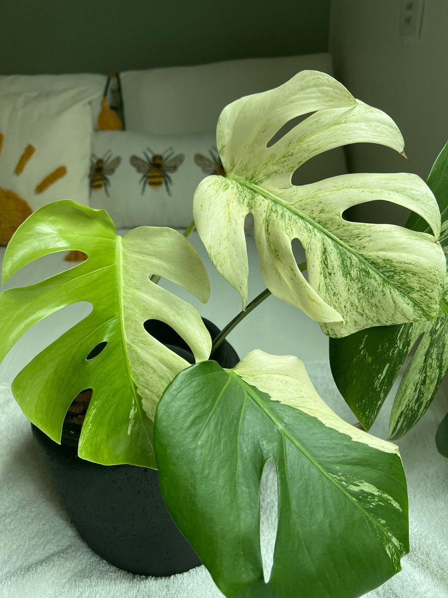 Desirée Hevillin tweet media