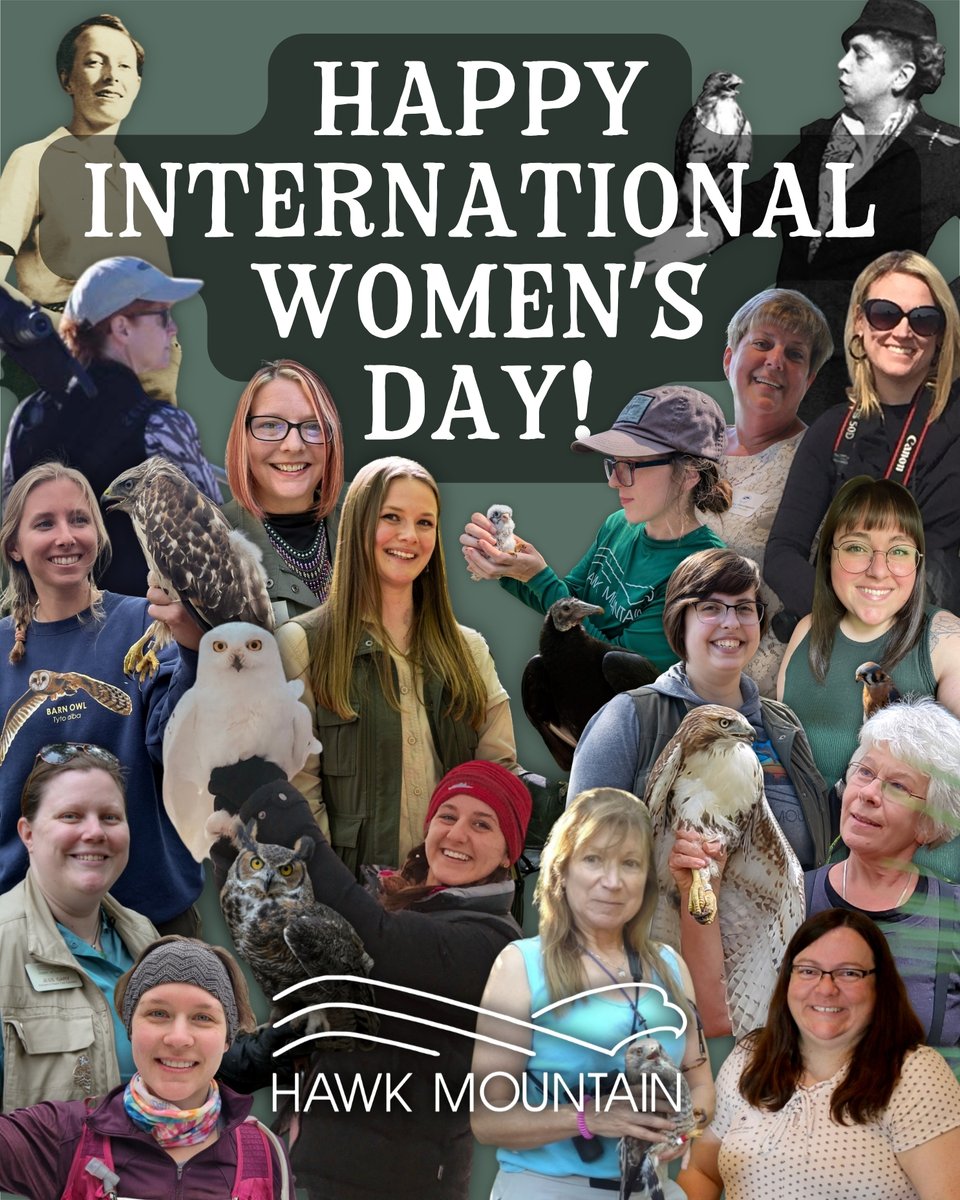 Hawk Mountain tweet media