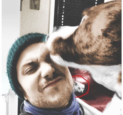 Frank with fat dog daily (@frankfatdog) on Twitter photo 