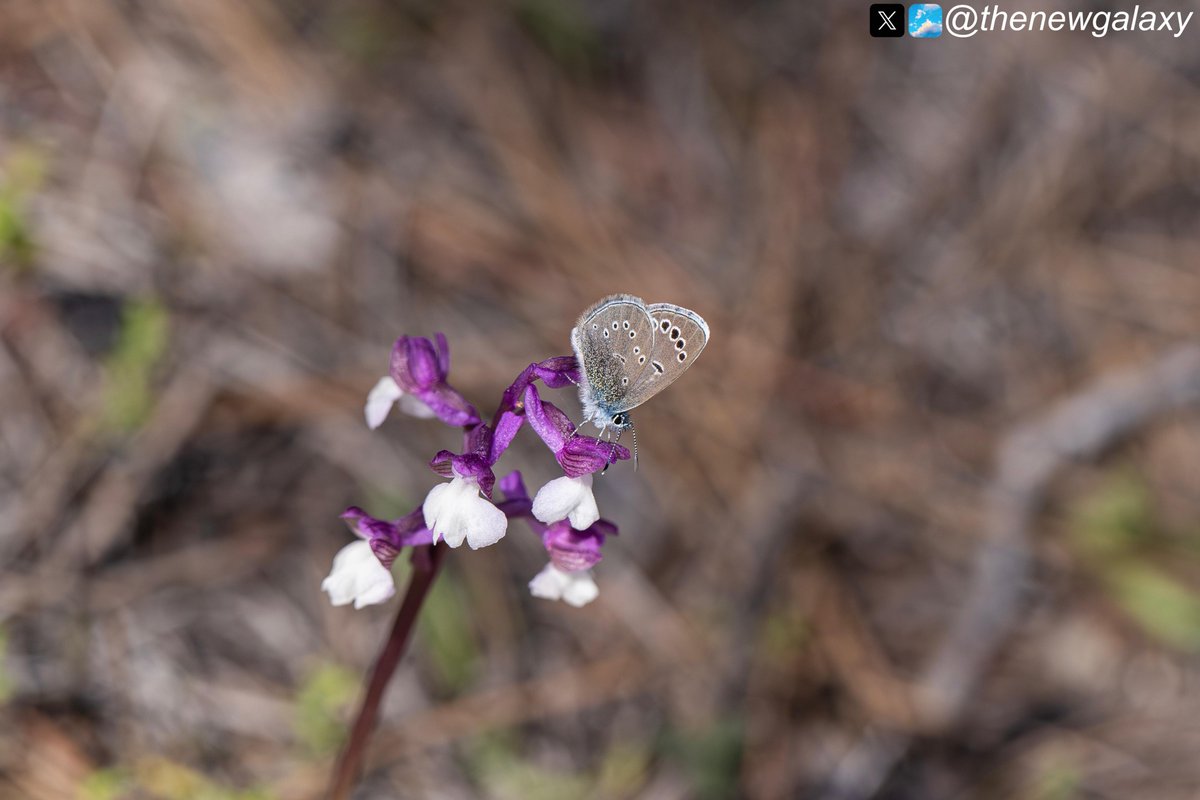 Mariposa Nature Tours tweet media