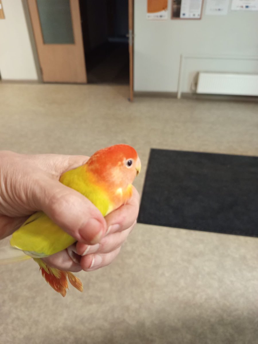 Kādam Teikā nav pazudis papagailis? 😳

Lūdzu padodiet tālāk