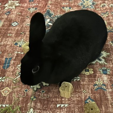 Rabbit of the Day 🐰 tweet media