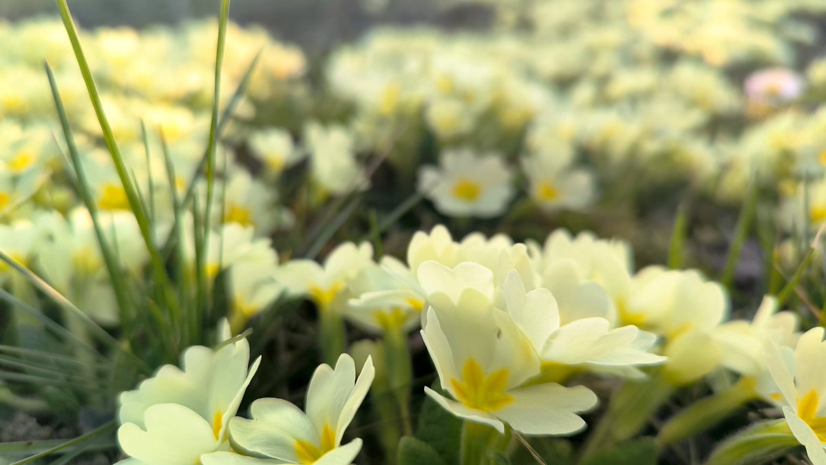 vogrinčeva tweet media