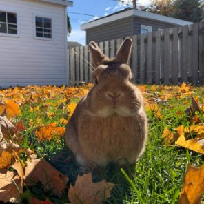 Rabbit of the Day 🐰 tweet media