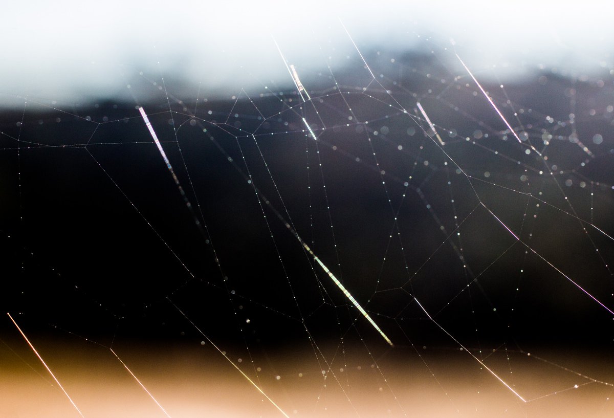 Iram Ortega 👁 tweet media