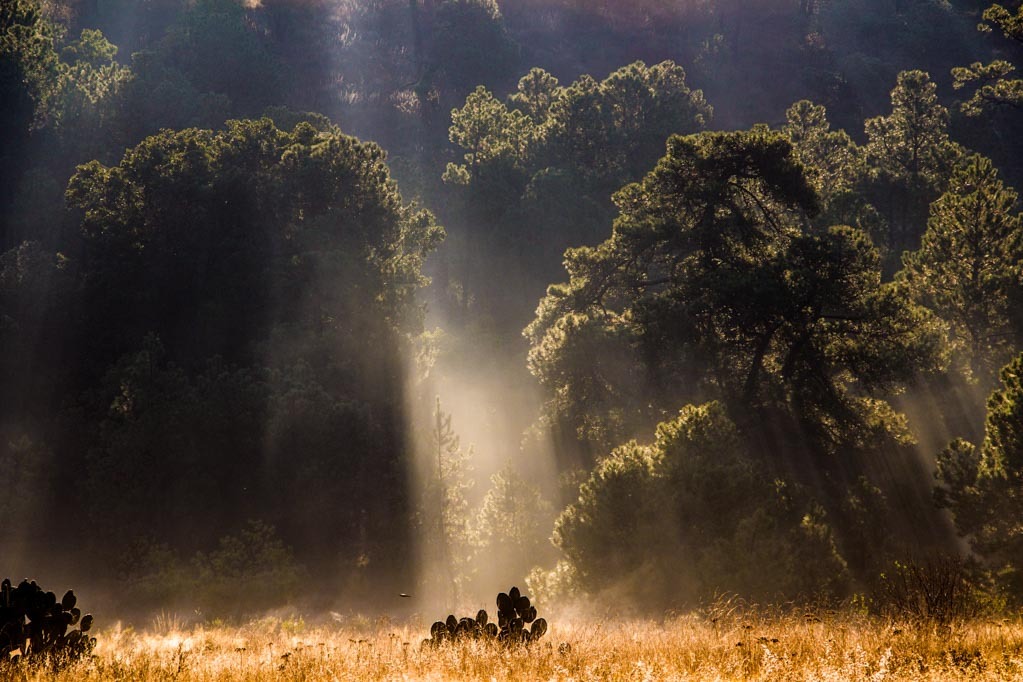 Iram Ortega 👁 tweet media