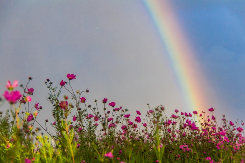 Iram Ortega 👁 tweet media