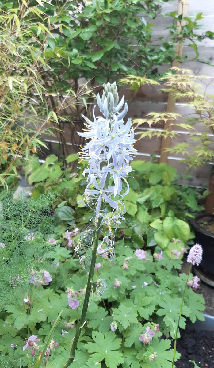 Zenbur04's tweet photo. De Camassia behoorde vroeger wel tot de lelie-achtigen, dus de familie waar de #hyacint bij hoort. Tegenwoordig hoort ie bij de asperge familie π
Ik vind m wel op de hyacint lijken π€ #ElkeDagEenBloem @wbos54 https://t.co/9iNbTn08N2