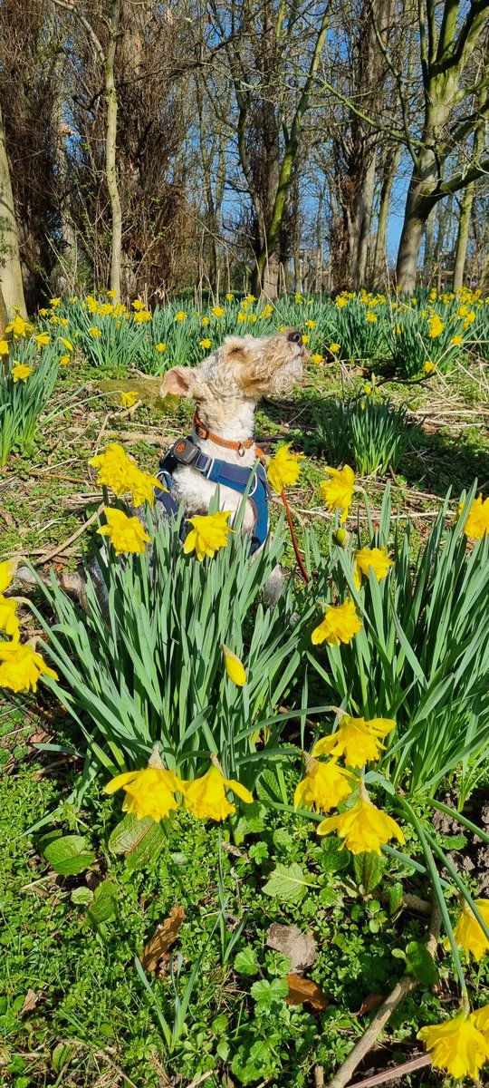 rmpk & Flora the Foxie 💚🇺🇦 tweet media