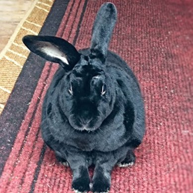 Rabbit of the Day 🐰 tweet media