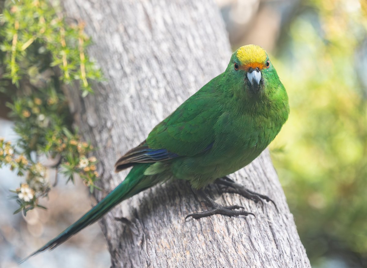 Tom Wright tweet media