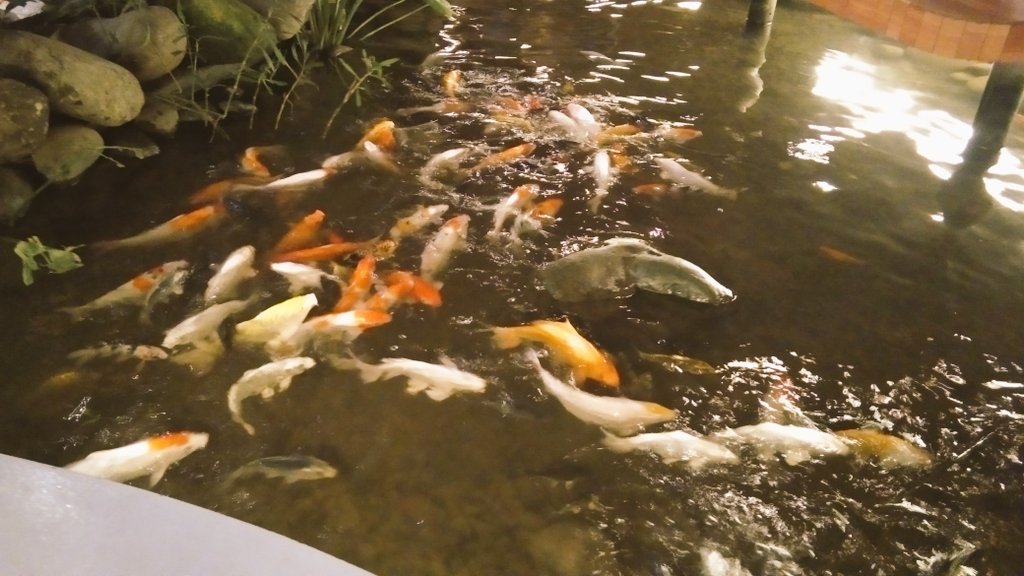 dey kebab tweet media