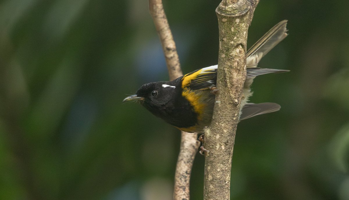 Tom Wright tweet media