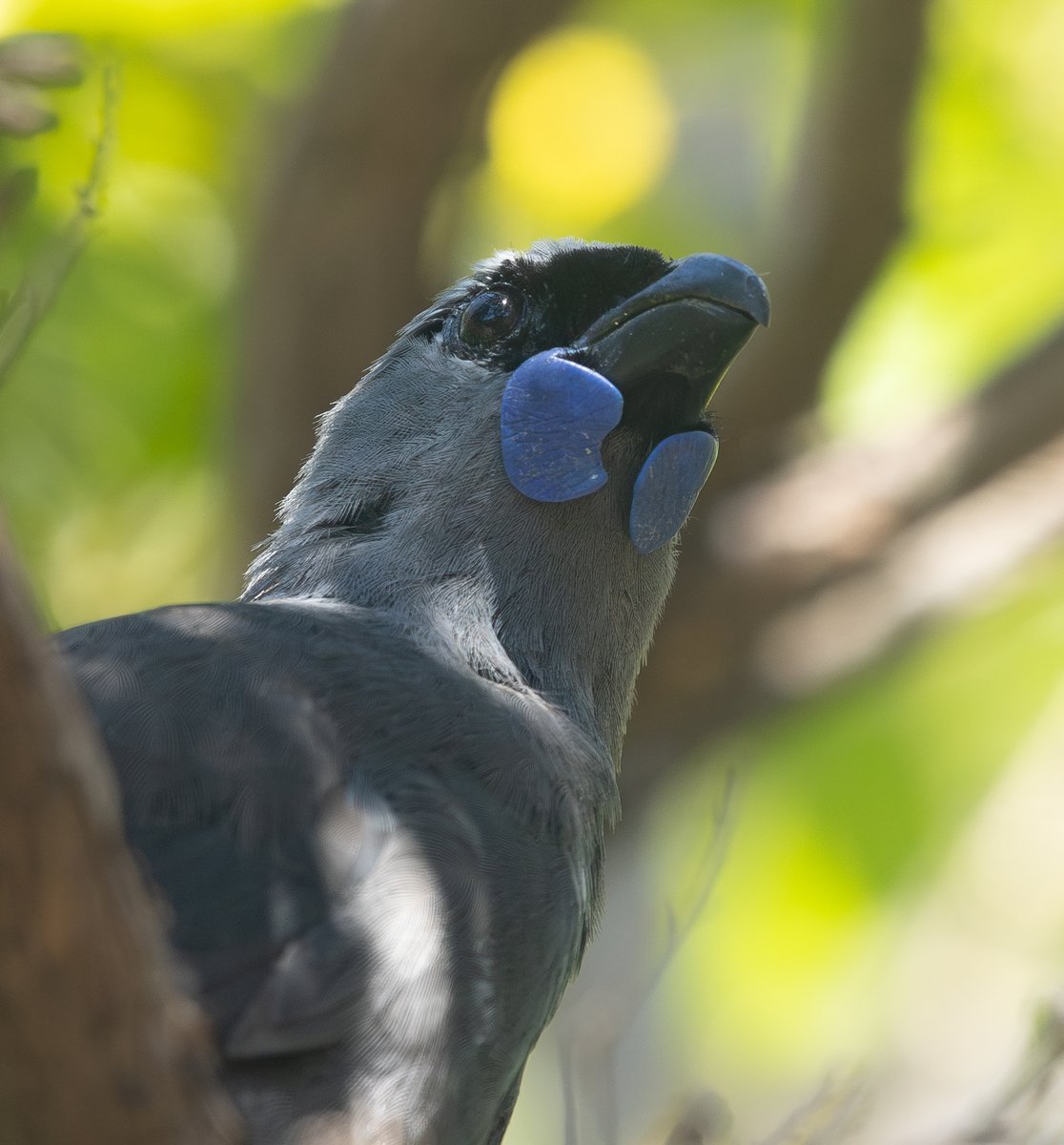 Tom Wright tweet media