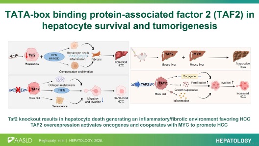 HEPATOLOGY Journal tweet media