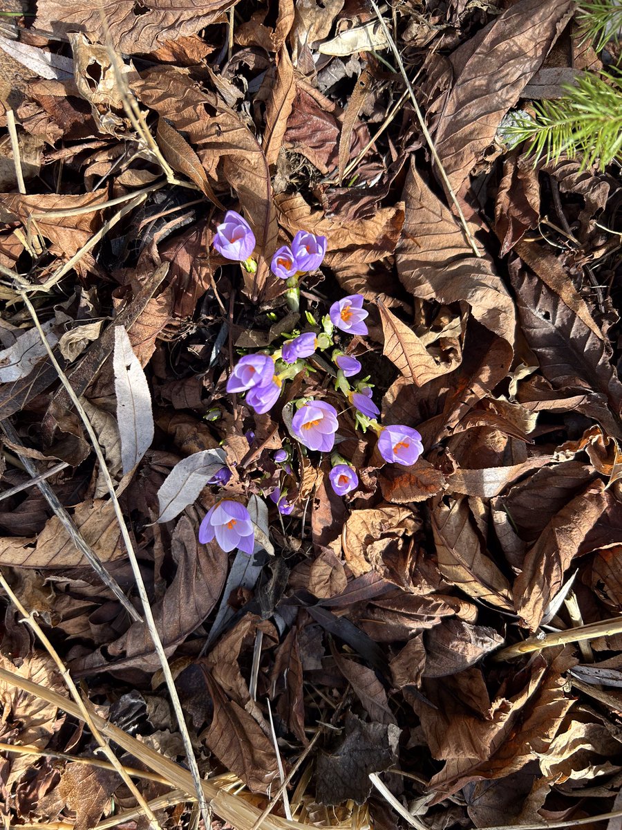 kellyskydive's tweet photo. Slowly but surely, Spring is coming to the Farm. 😁❤️ https://t.co/hYglTNzRIn