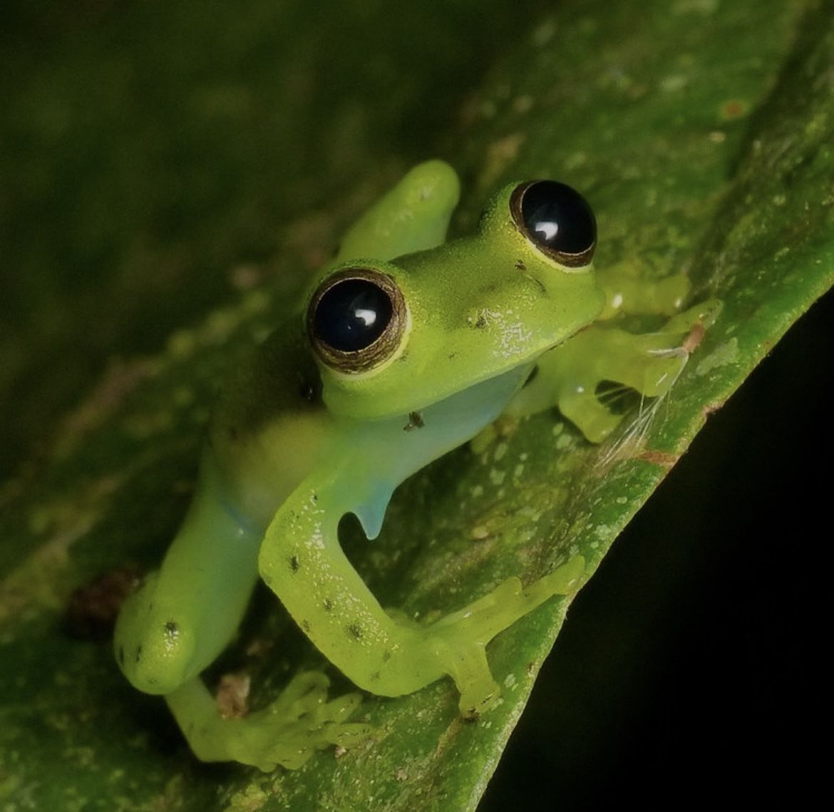 The Frog Pond tweet media