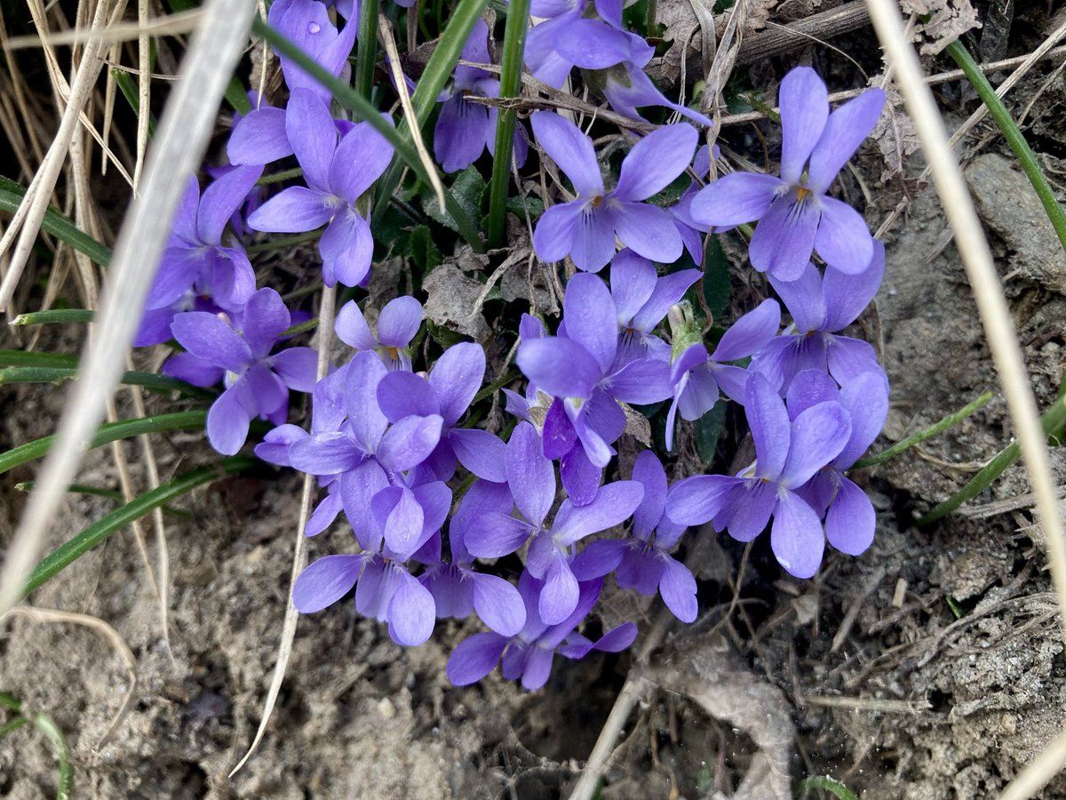 viandanta 🕊 tweet media