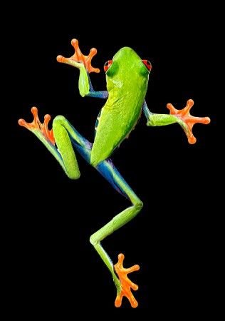 The Frog Pond tweet media