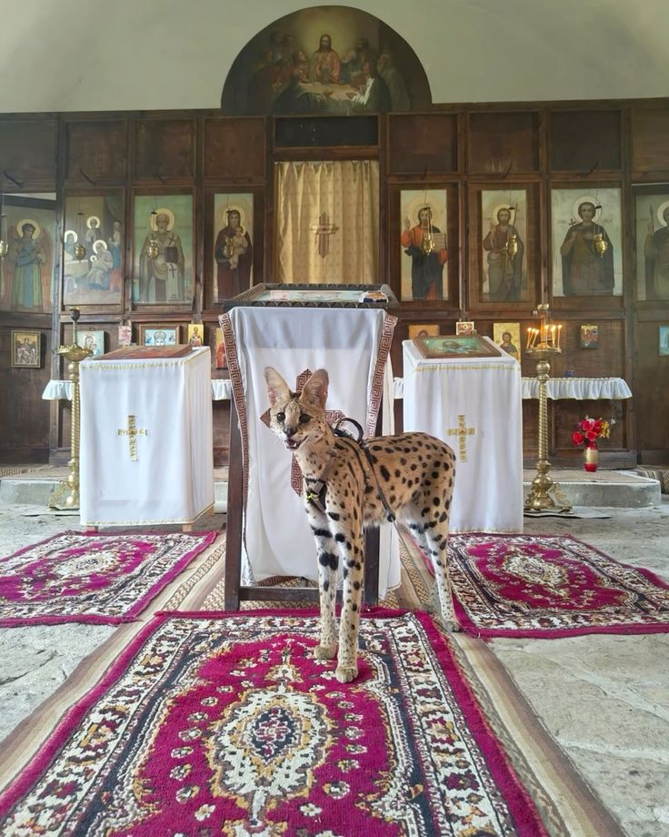 BeeBee (@bingbingbinks1) on Twitter photo 