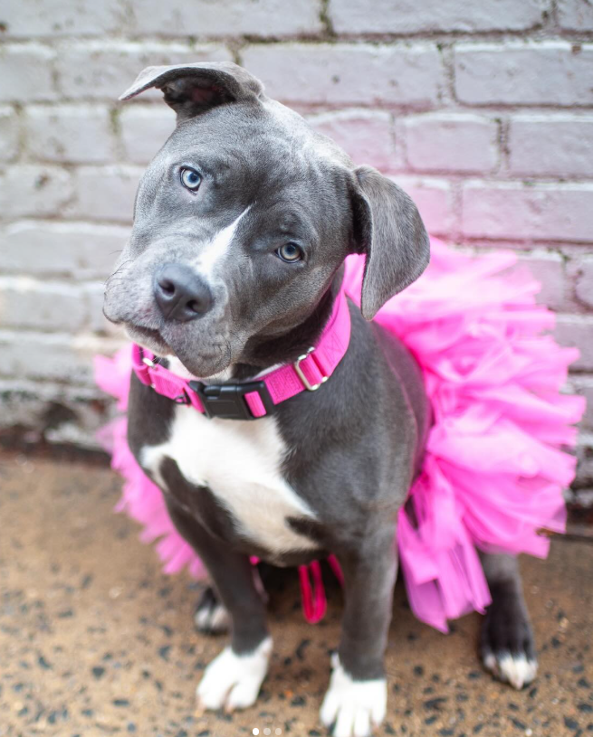 NMBewitched's tweet image. How could your #SundayFunday #DaylightSavings be complete w/o a #Puppylove in a pink tutu🩰 

Stormy🥰 
8mos old &amp;amp; her life has been shitty💔

Overtly shy &amp;amp; very sweet 
Stormy is a #puppy looking for kindness &amp;amp; compassion. Tentative but w/ praise &amp;amp; a few treats you have a gentle,