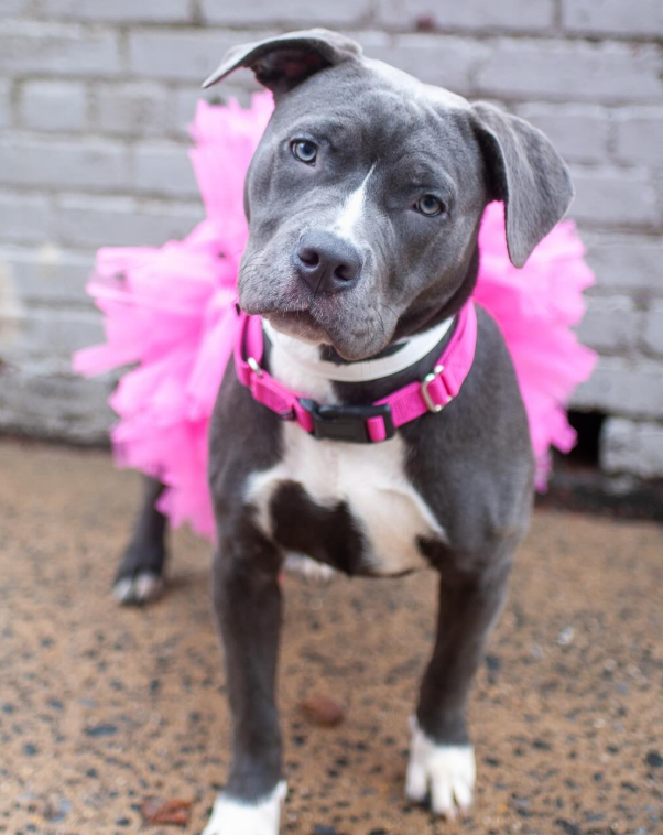 NMBewitched's tweet image. How could your #SundayFunday #DaylightSavings be complete w/o a #Puppylove in a pink tutu🩰 

Stormy🥰 
8mos old &amp;amp; her life has been shitty💔

Overtly shy &amp;amp; very sweet 
Stormy is a #puppy looking for kindness &amp;amp; compassion. Tentative but w/ praise &amp;amp; a few treats you have a gentle,