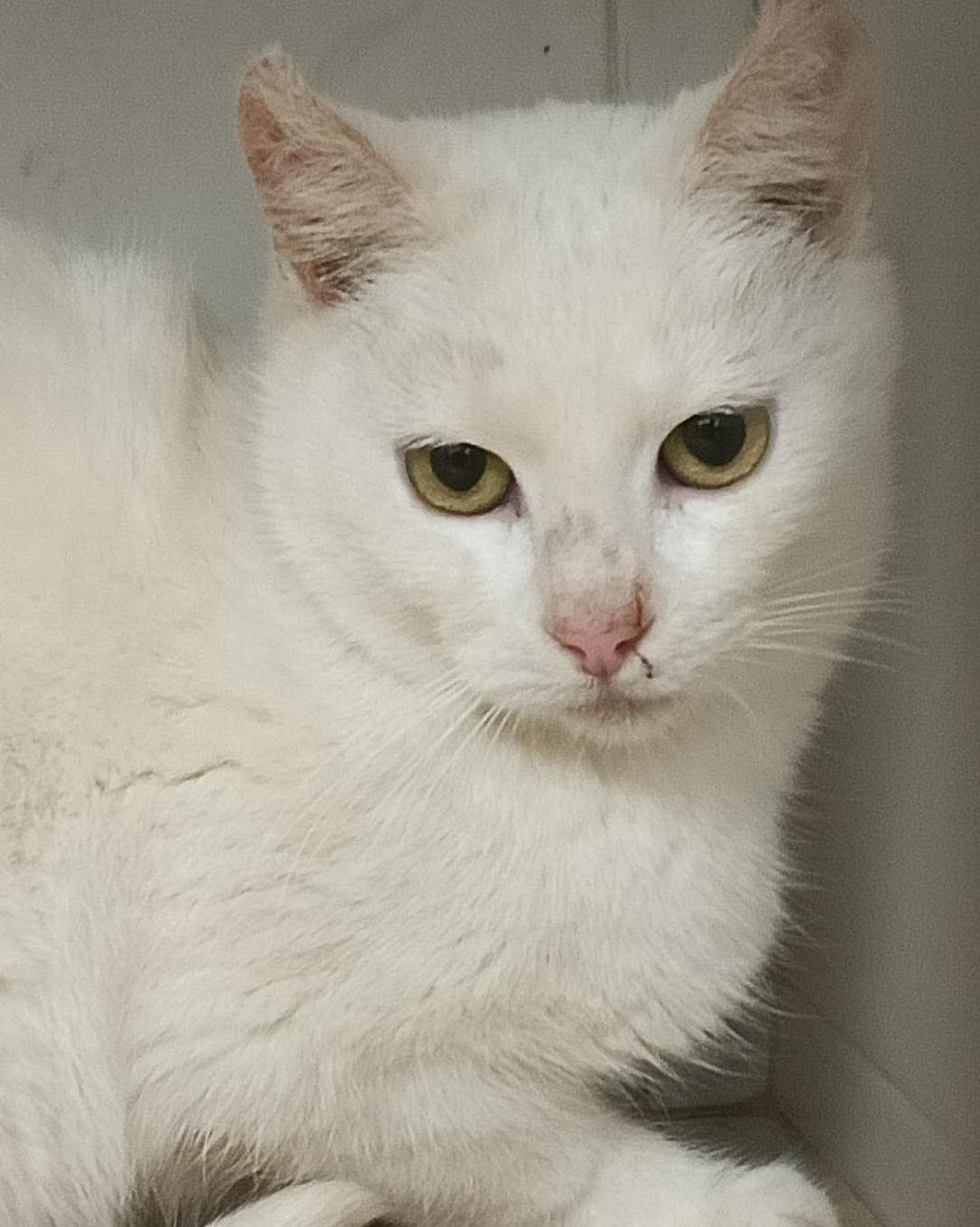 Abeiroanimal's tweet photo. Temos nova gatiña en adopción, Ivory, duns seis meses, preciosa e moi cariñosa e boa. Buscamos fogar permanentemente para ela. https://t.co/kiULTKI2Jh