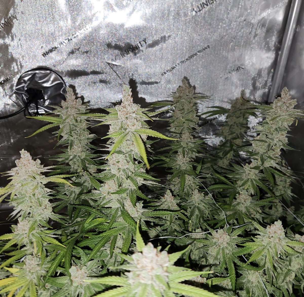 Irie Genetics tweet media