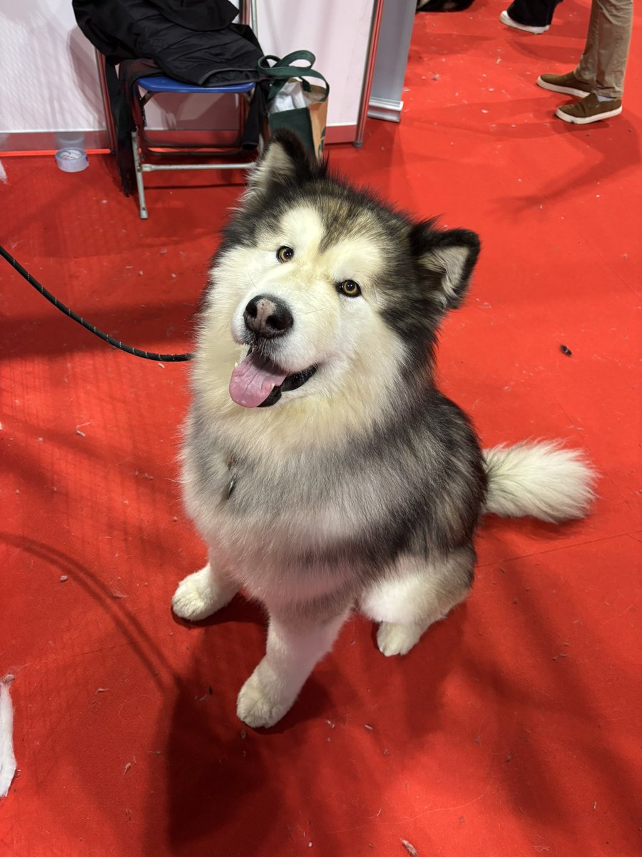 Mikee Diablo tweet media