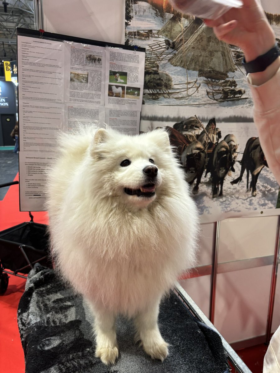 Mikee Diablo tweet media