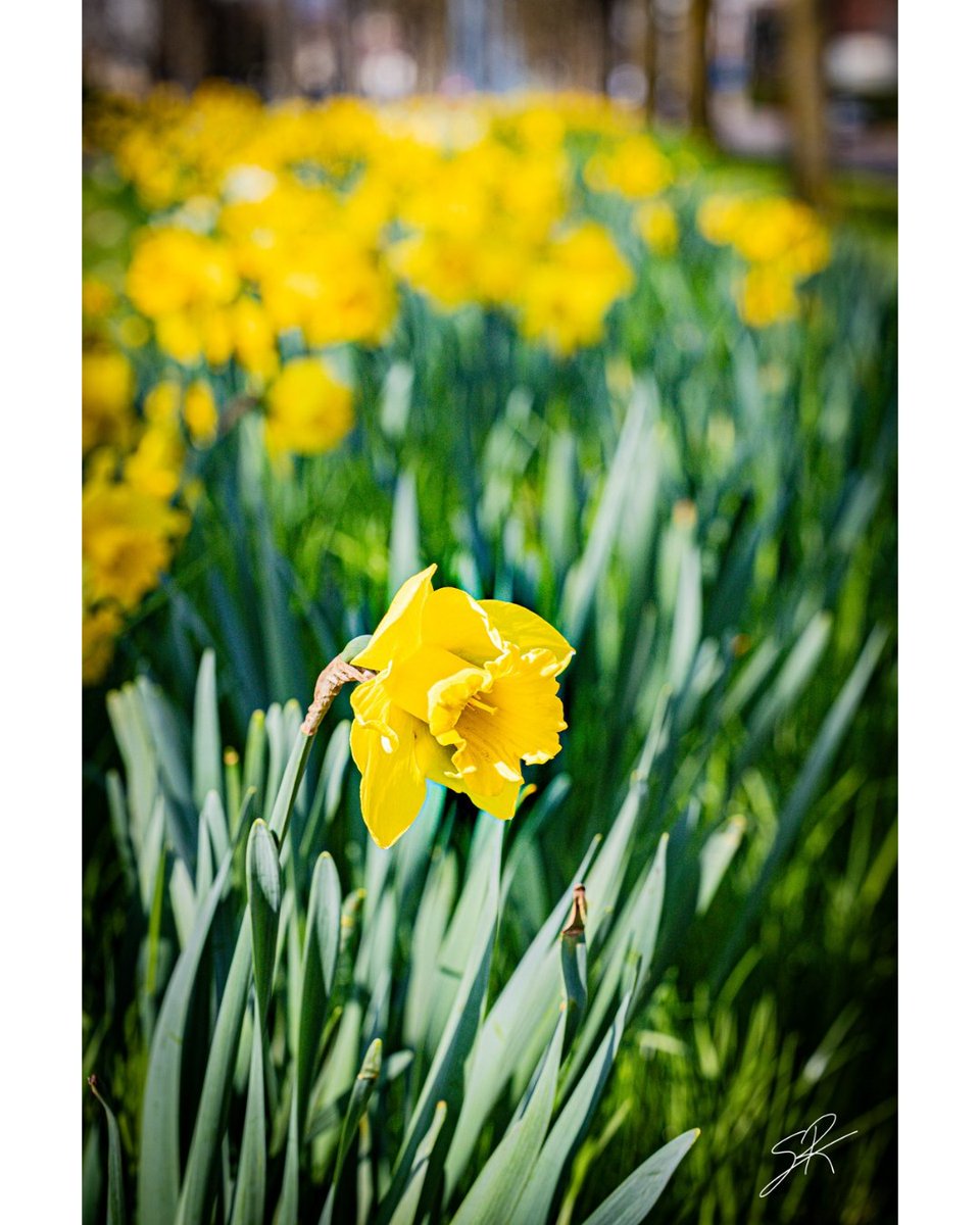 Dijon en Fleurs — L’Éclat des Jonquilles

Le printemps frémi à Dijon, l'occasion de passer capturer ce cadre si souvent imaginé ☀️✨.
Cette jonquille, fière et lumineuse, semble annoncer le retour des beaux jours et de la douceur bourguignonne.

#dijon #printemps #jonquille