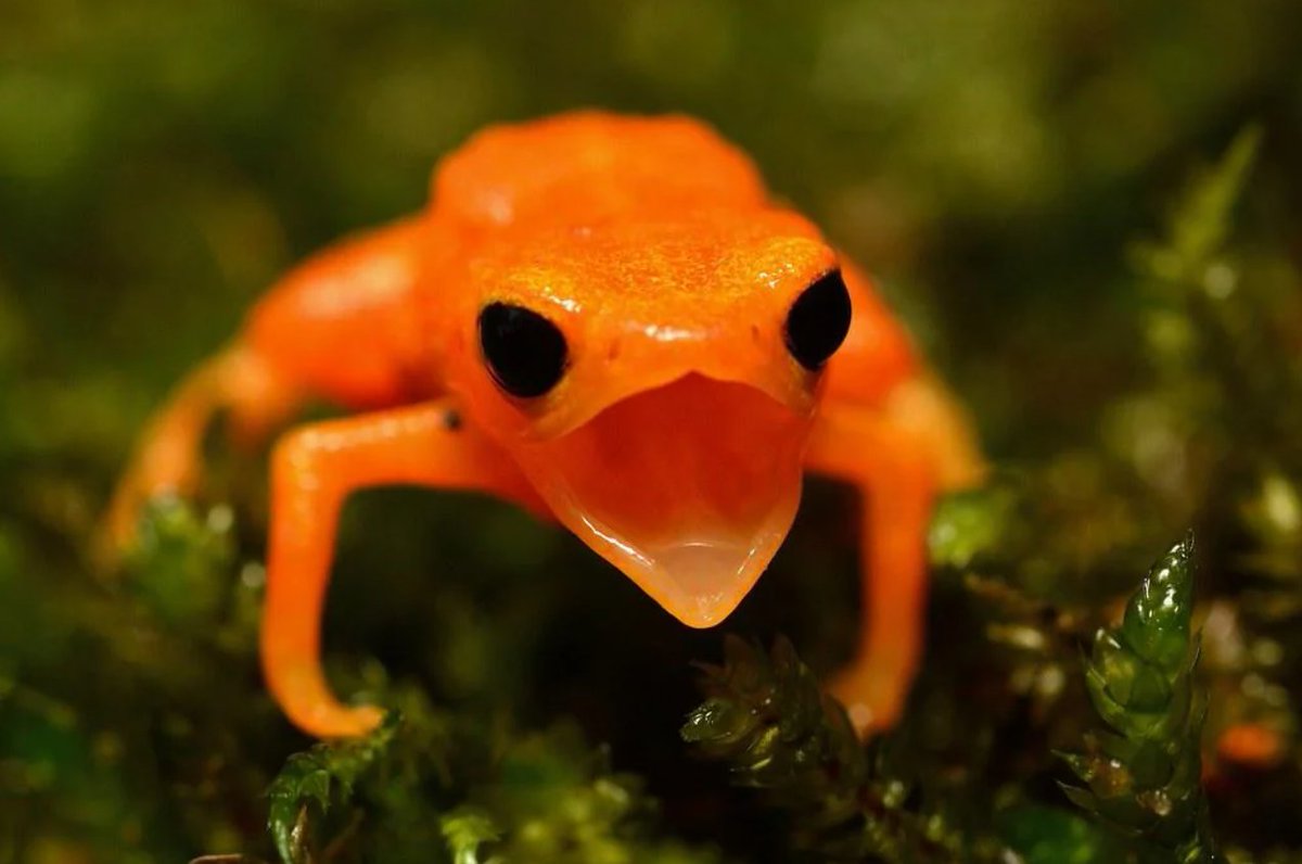 The Frog Pond tweet media