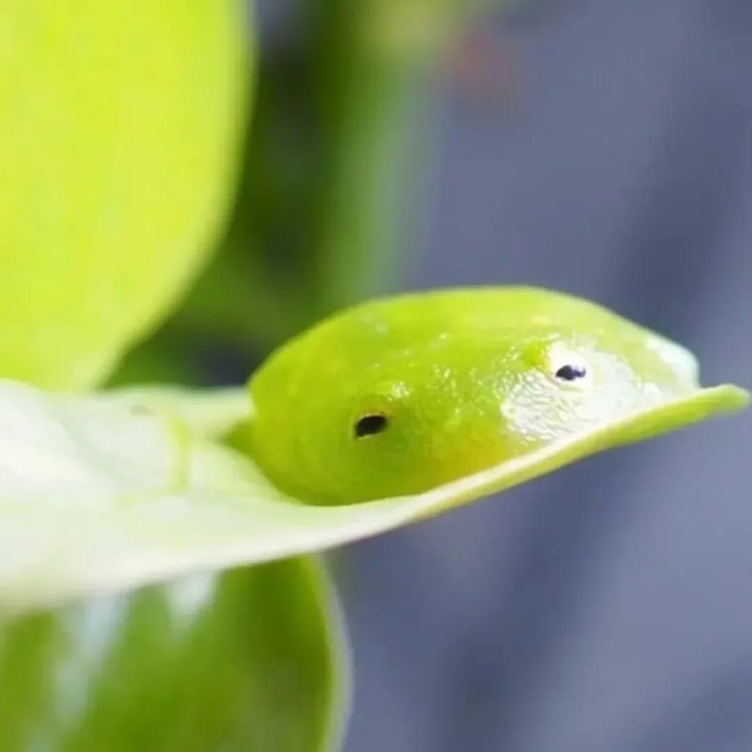 The Frog Pond tweet media