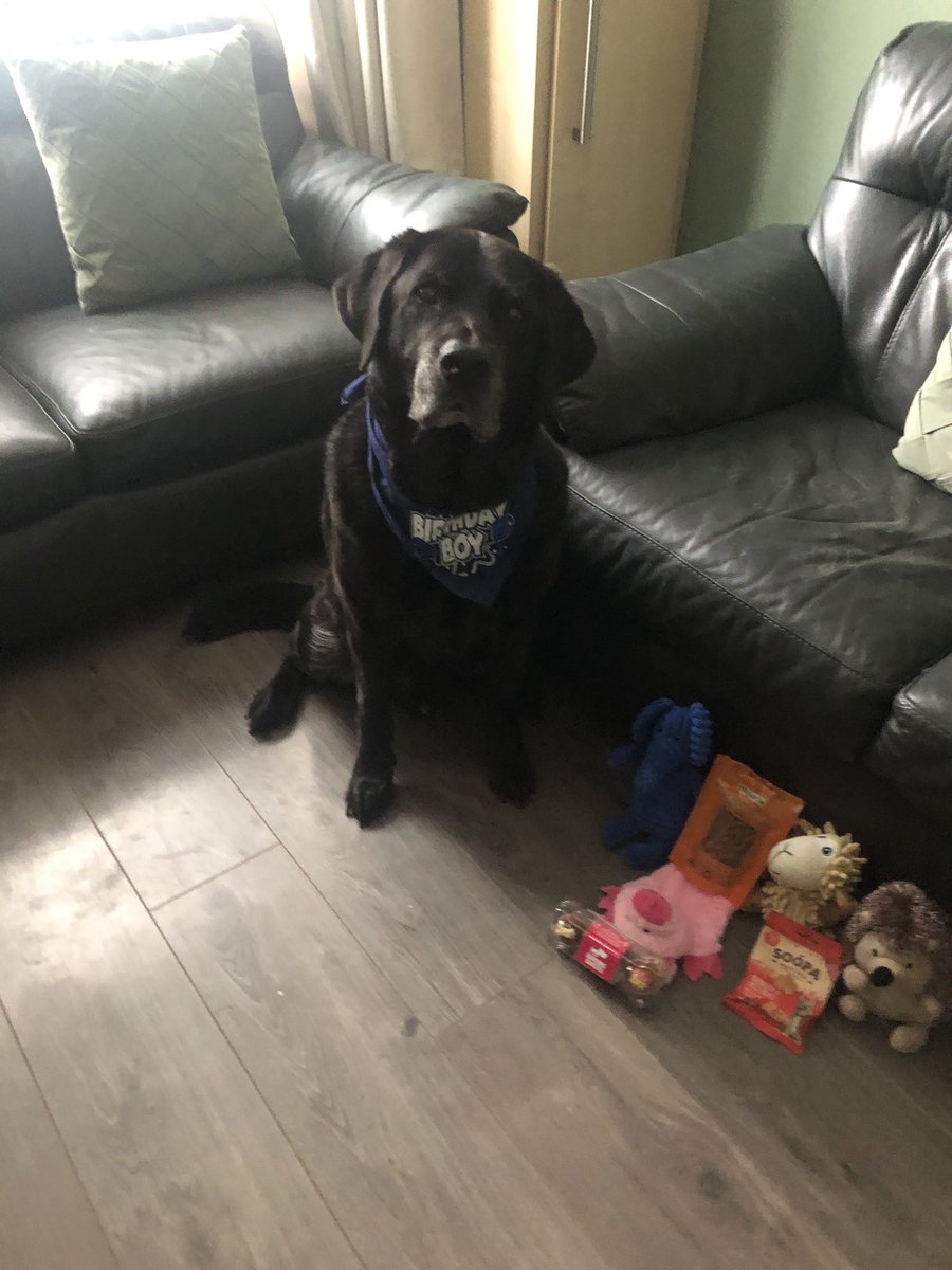 Ollie (R) and Carlo My Guide Dog tweet media