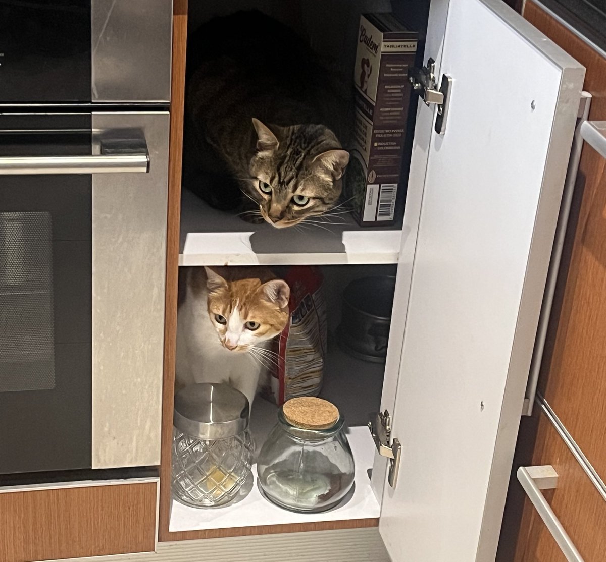 Catalina tweet media