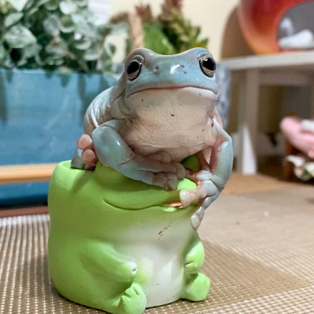 TheFrogPond_'s tweet photo. https://t.co/WBgAgesolO