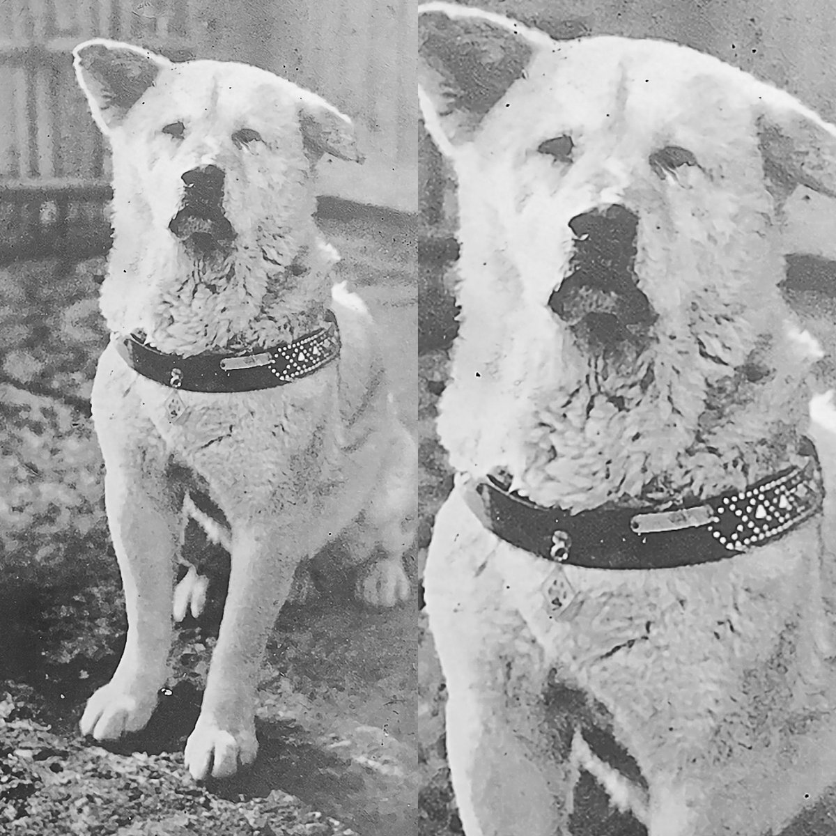 Hace exactamente 91 años falleció Hachikō, el perro más fiel del mundo.
