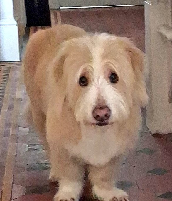 KingBobIIV's tweet photo. @andrewlawrence Thats how I ended up with Corfu Bob. When the Greek banks shut down, thousands of ex pats fled and left their dogs behind. 

He remains unamused. 
#BestDogEver https://t.co/0oC6vuOnXR
