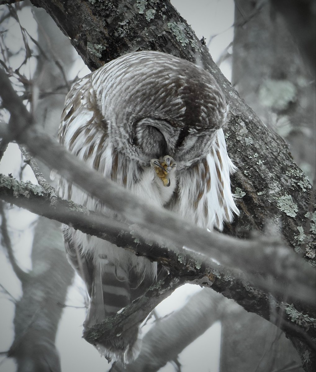 RoppityPhotos's tweet image. Harry in The Hemlock yesterday morning 
Harry not in The Hemlock yesterday afternoon 
#Harry #BarredOwls #Owls #Wildlife #wildlifephotography  #Birds