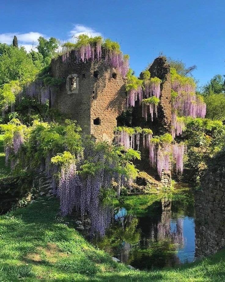 l4venderbloom's tweet photo. Wisteria feels majestic 💜 https://t.co/BCr3p4S7y6