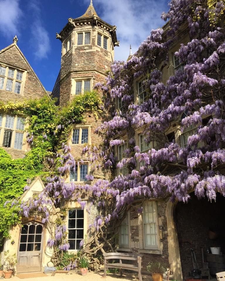 l4venderbloom's tweet photo. Wisteria feels majestic 💜 https://t.co/BCr3p4S7y6