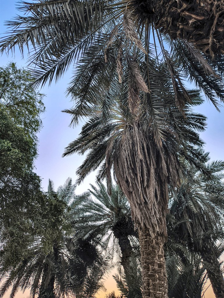 u8xqi's tweet photo. يا نخلةٍ شامخة وسط الفض
حبك بقلبي مثل نبعٍ مضى
وظلك أمانٍ ليا حرّغطى
تمرّك حلو يداوي كل جراح وغصنك الحاني يملأ قلبي ارتياح
يا رمز العز يا نبض الأيام والأفراح https://t.co/Oy35Jn07uK