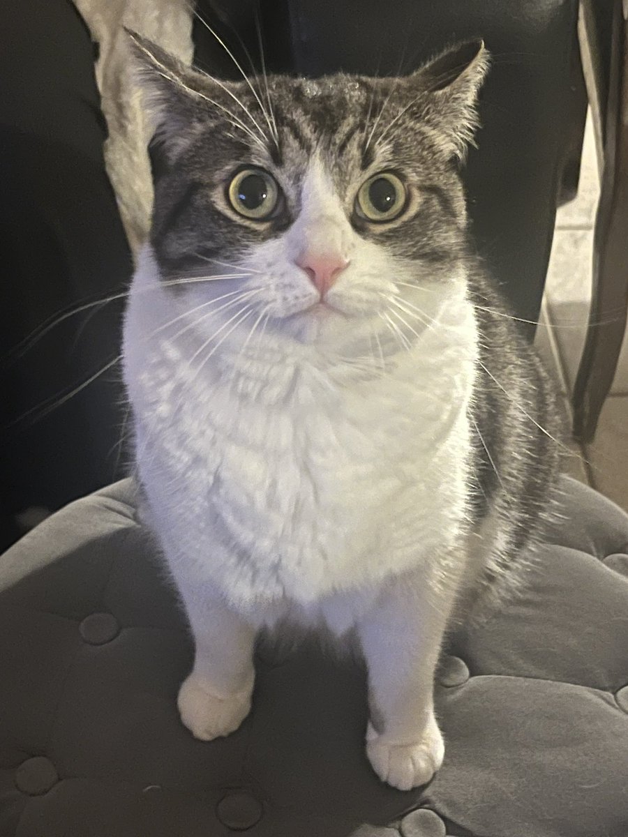 ixtab⋆ﾟ tweet media