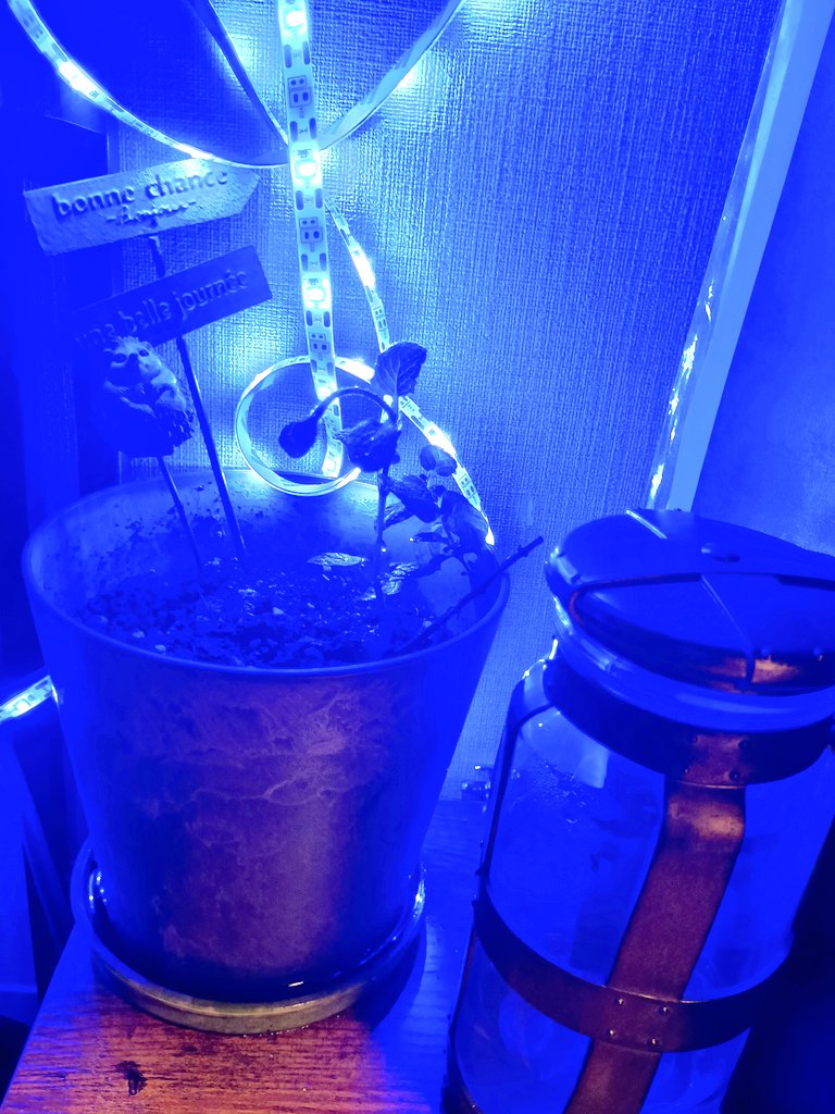 この前の強風の日から小鉢のミントを室内に移したんですがめっちゃアポカリプス